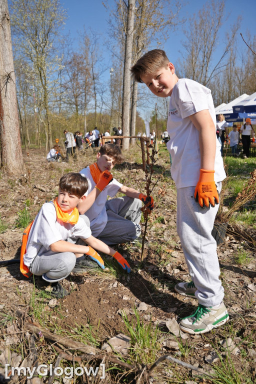 Sadzili buki koło Huty Głogów