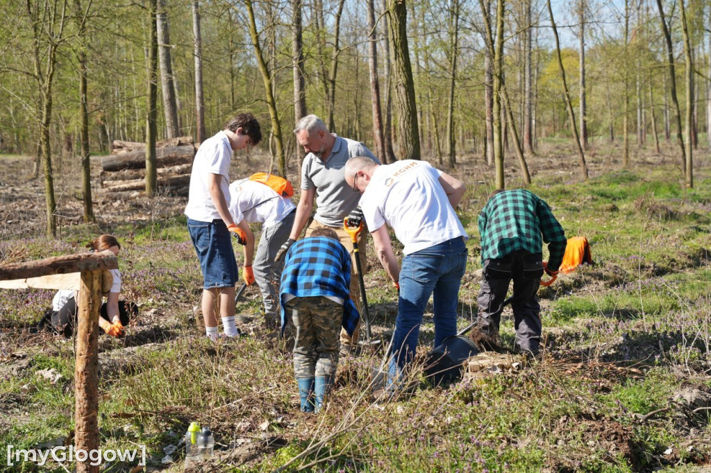 Sadzili buki koło Huty Głogów
