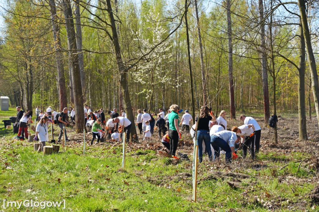 Sadzili buki koło Huty Głogów