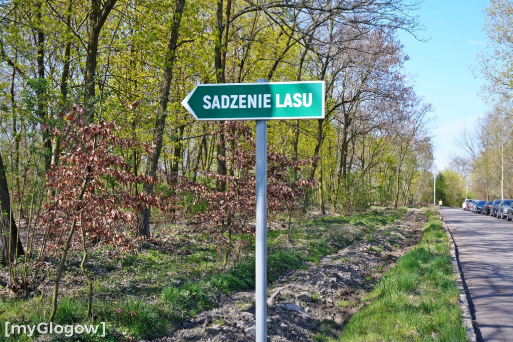 Sadzili buki koło Huty Głogów