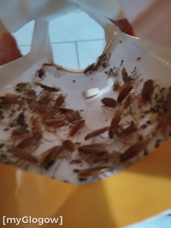 Brud, smród i pluskwy na Merkurego