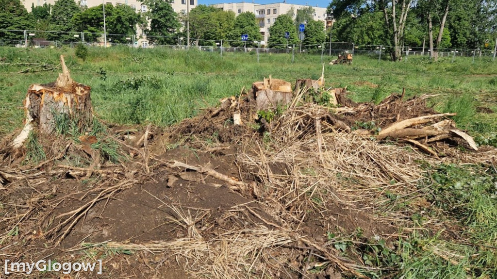 Ptaki i wycinka drzew
