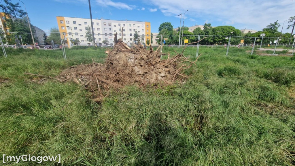 Ptaki i wycinka drzew