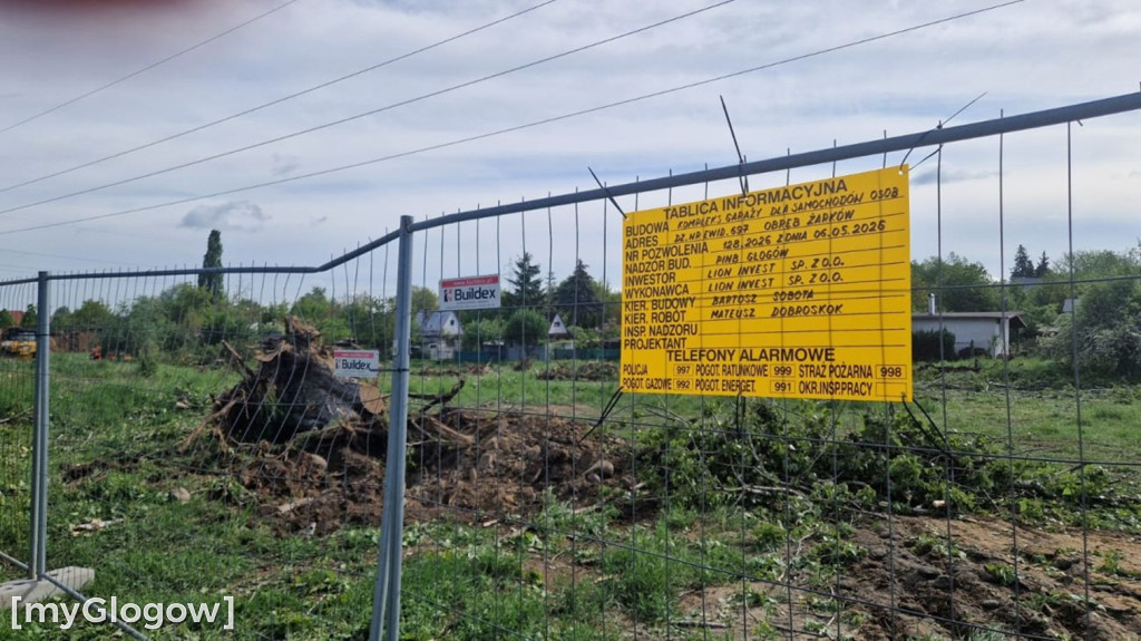 Ptaki i wycinka drzew