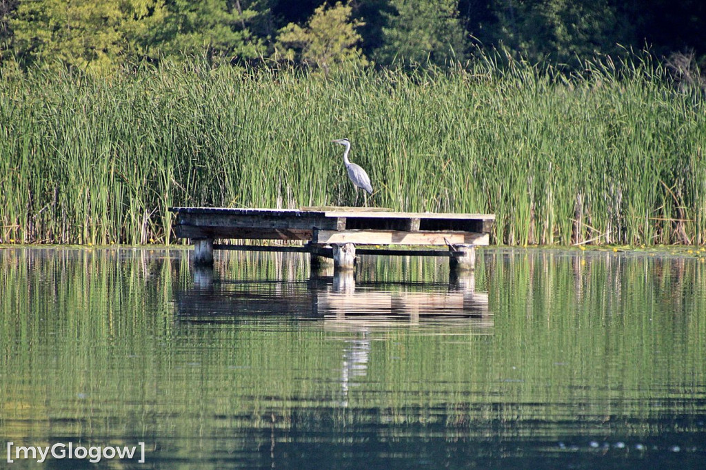 Przyroda oddalona od plaży