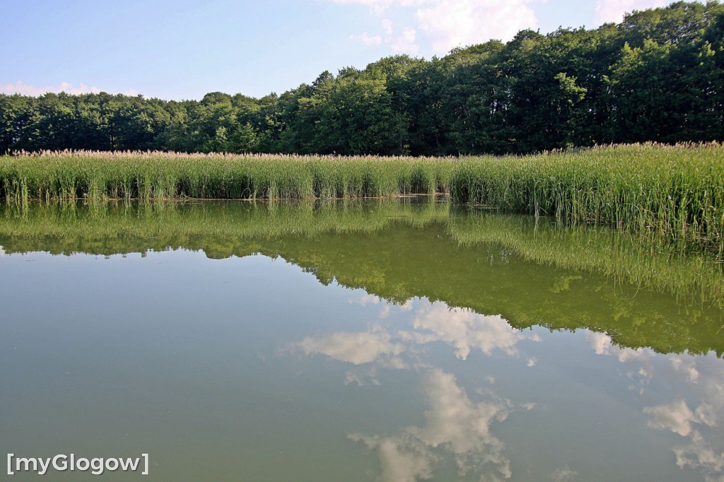 Przyroda oddalona od plaży