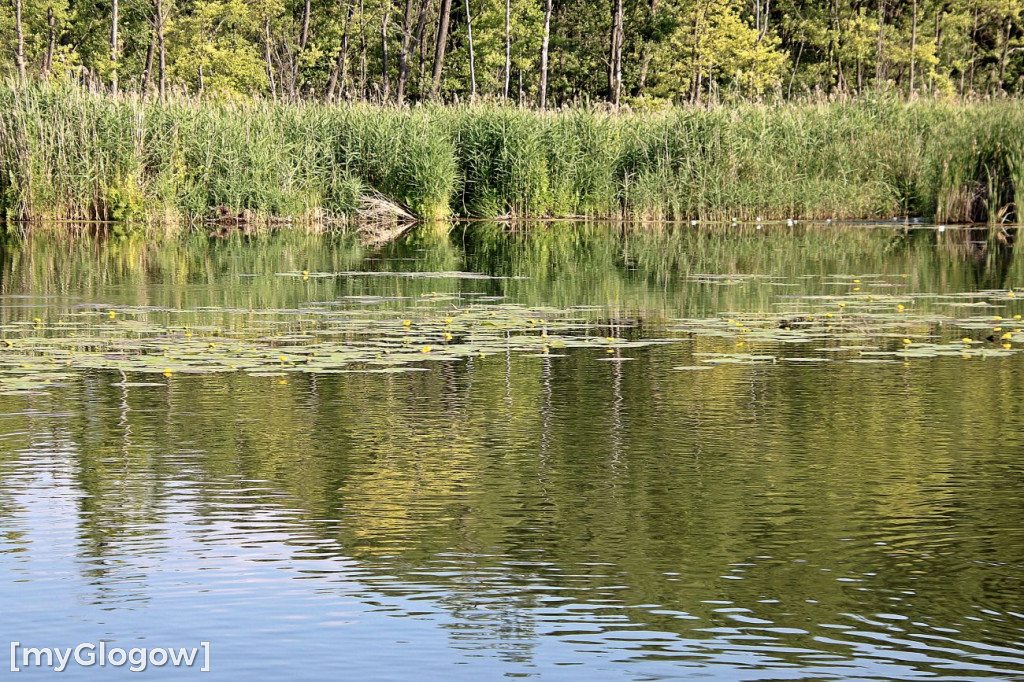 Przyroda oddalona od plaży