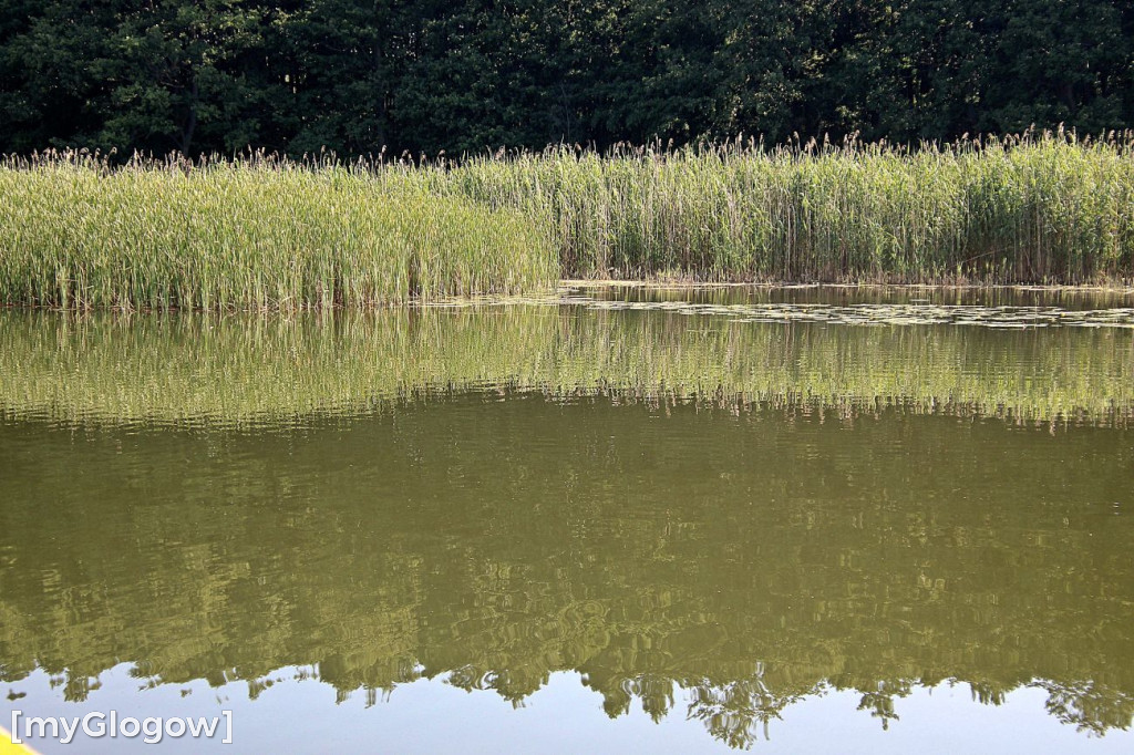 Przyroda oddalona od plaży