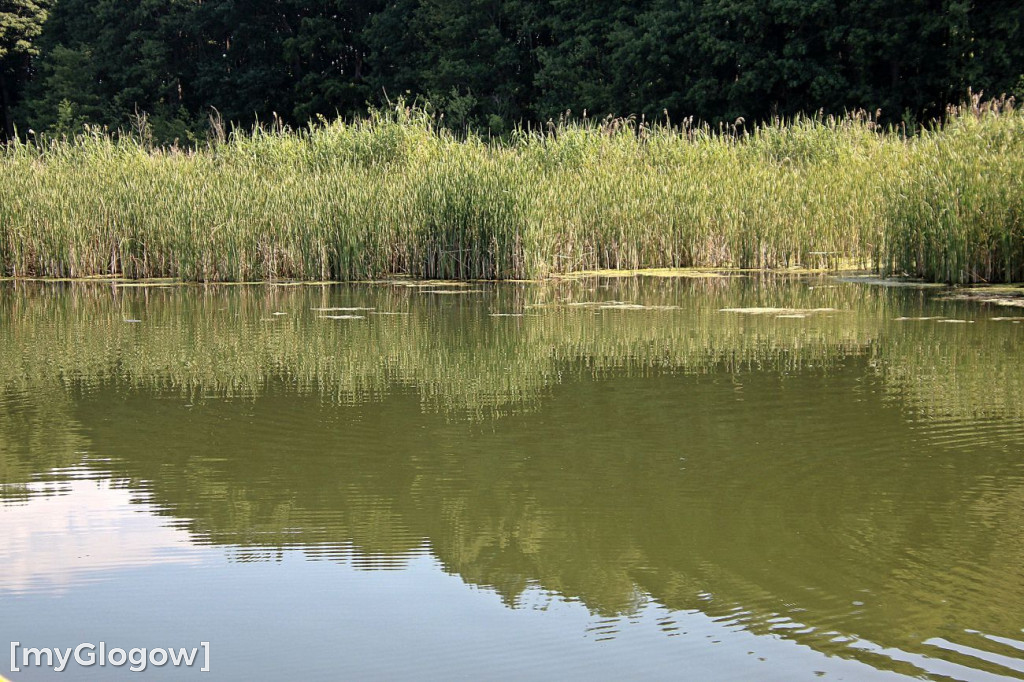 Przyroda oddalona od plaży