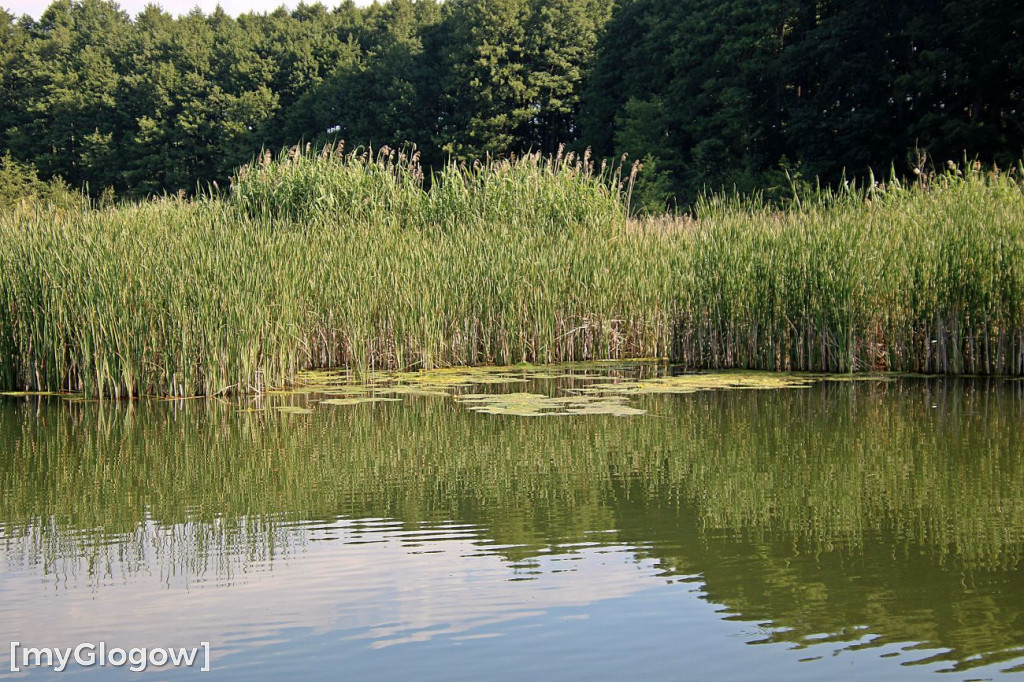 Przyroda oddalona od plaży