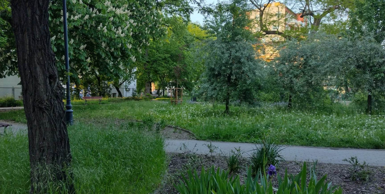 Kiedy sianokosy w Głogowie? W ratuszu mówią, że się zaczęły, ale od osiedli