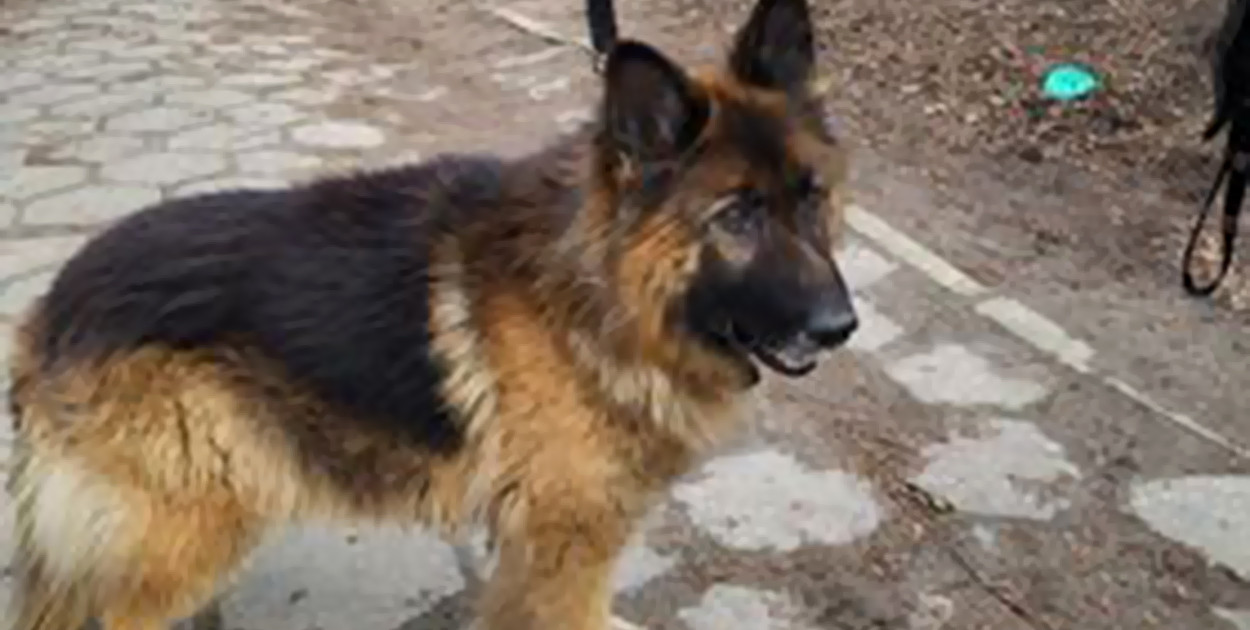 W Kotli przy drodze znaleziono owczarka niemieckiego