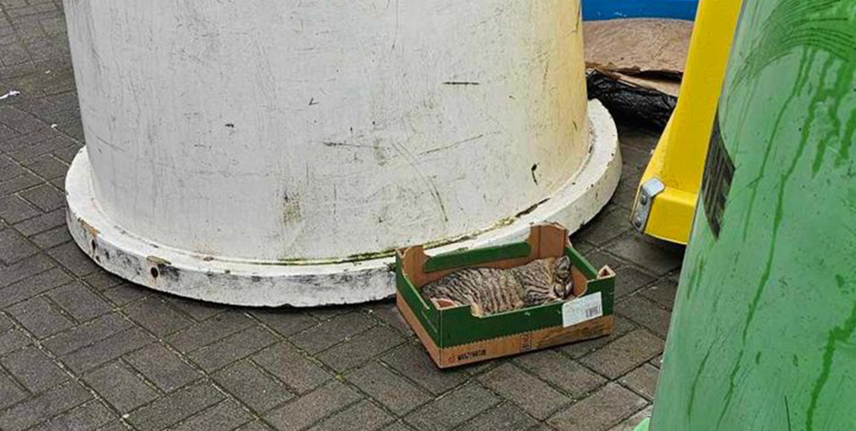 Jak tak można potraktować pupila? Kot pod śmietnikiem w Głogowie