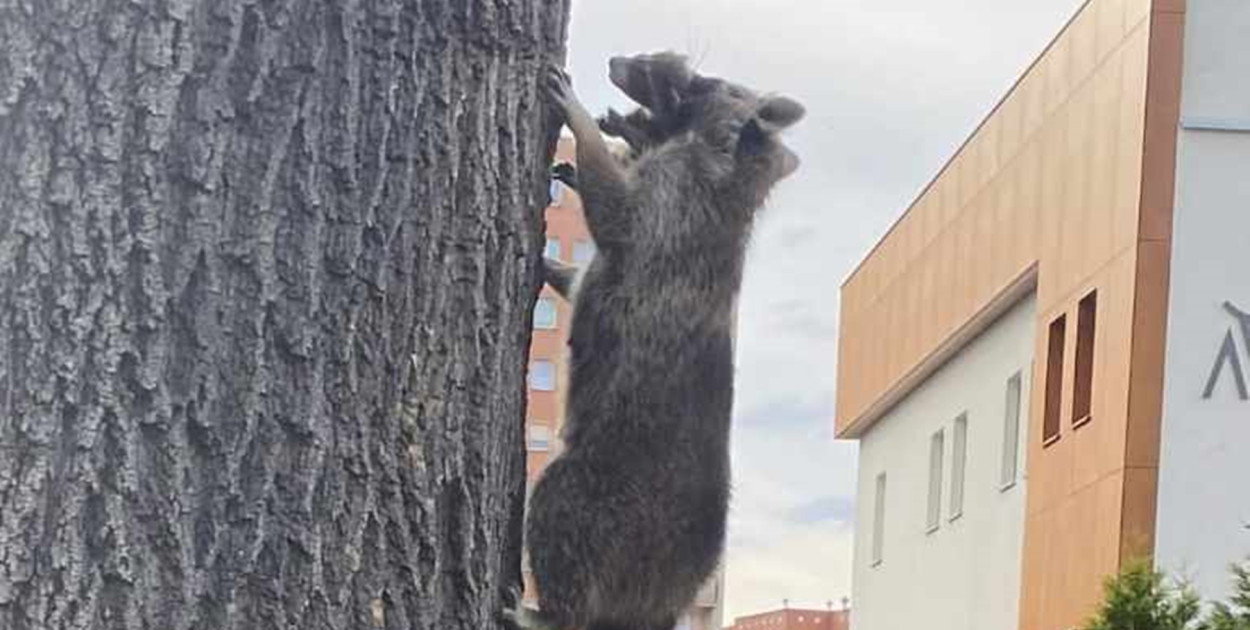 Taki ładny a taki groźny. Szop pracz był widziany w Głogowie