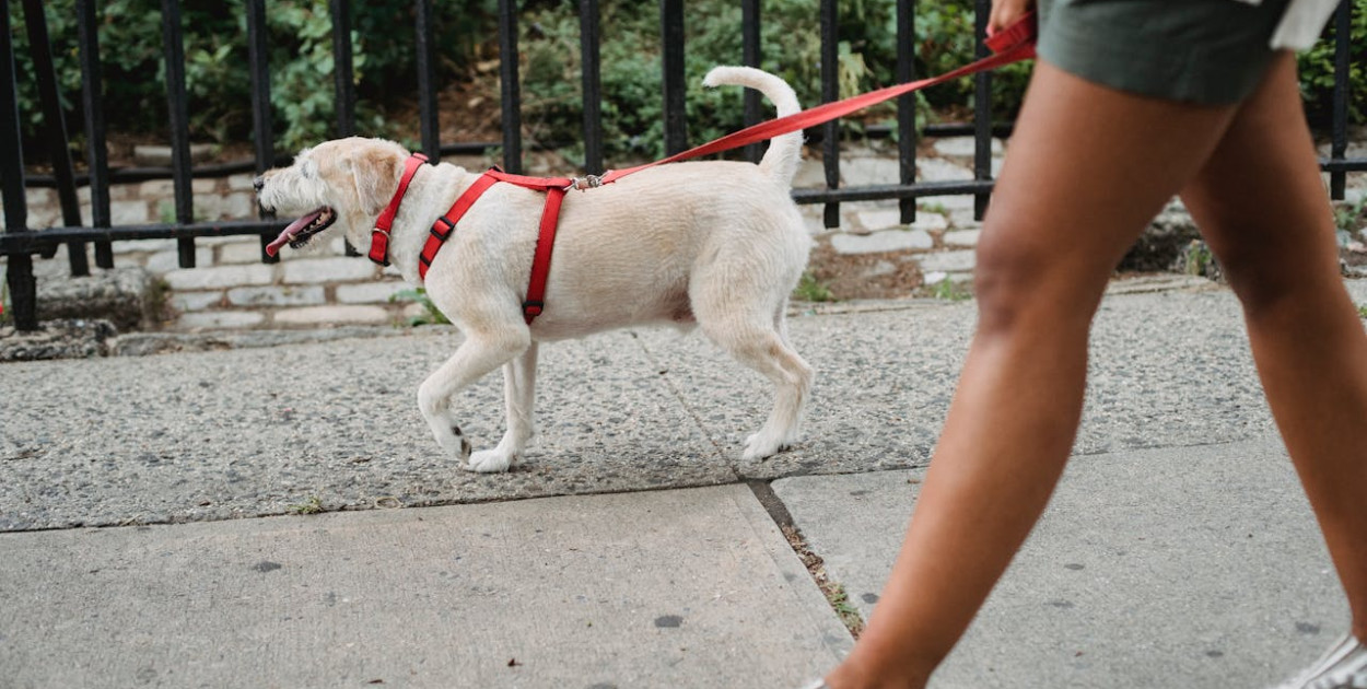 Na straży psich stawów – czyli o tym, dlaczego powinno się wybierać szelki 