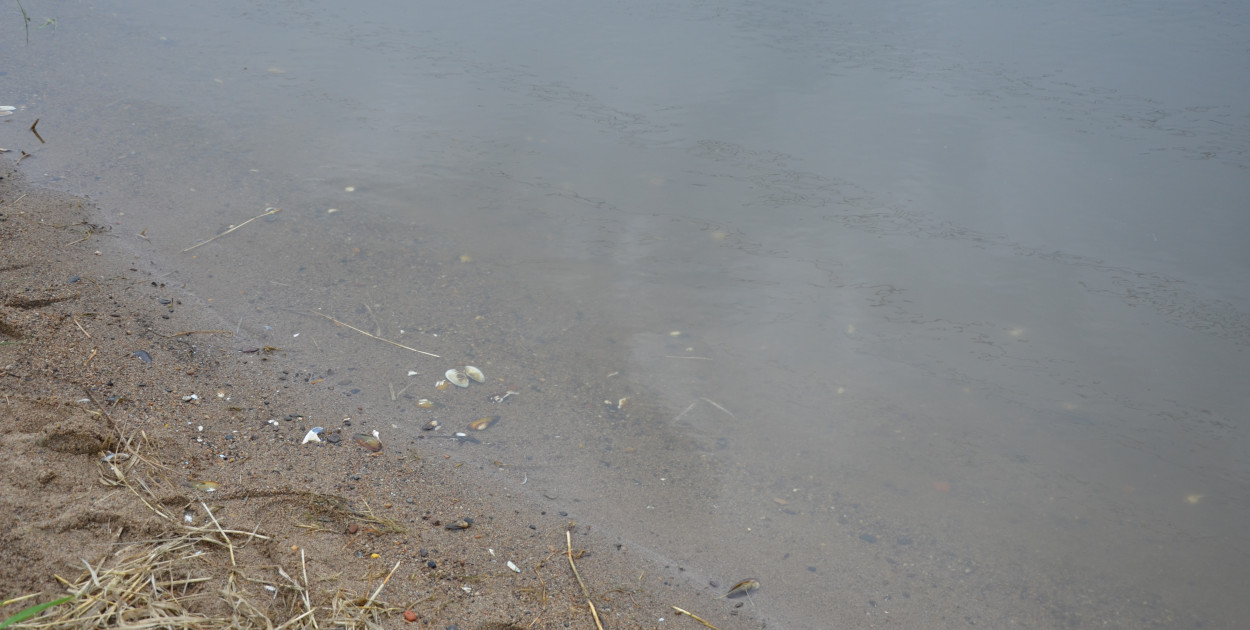 WIOŚ bada przyczyny śnięcia małży w Odrze w Głogowie