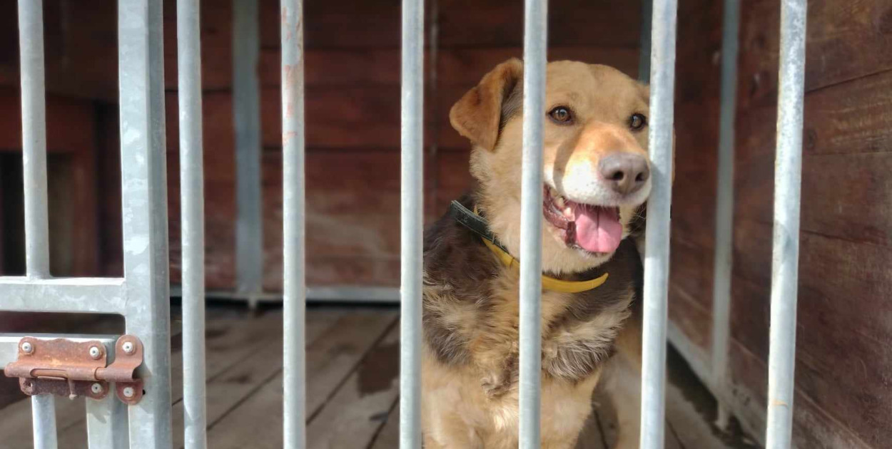 Głogowskie schronisko dla zwierząt może być zamknięte