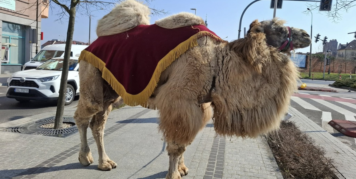 Wielbłąd spacerował po Głogowie