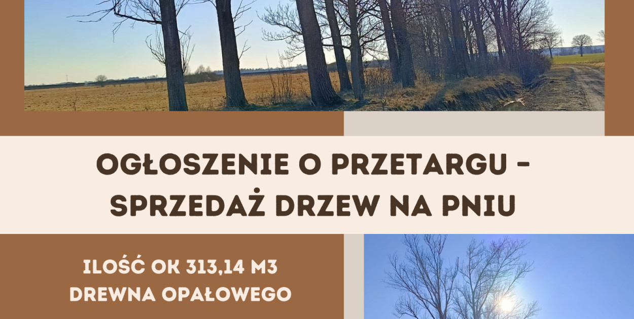 IV Pisemny Przetarg na Sprzedaż Drewna "na Pniu" w Gminie Radwanice 