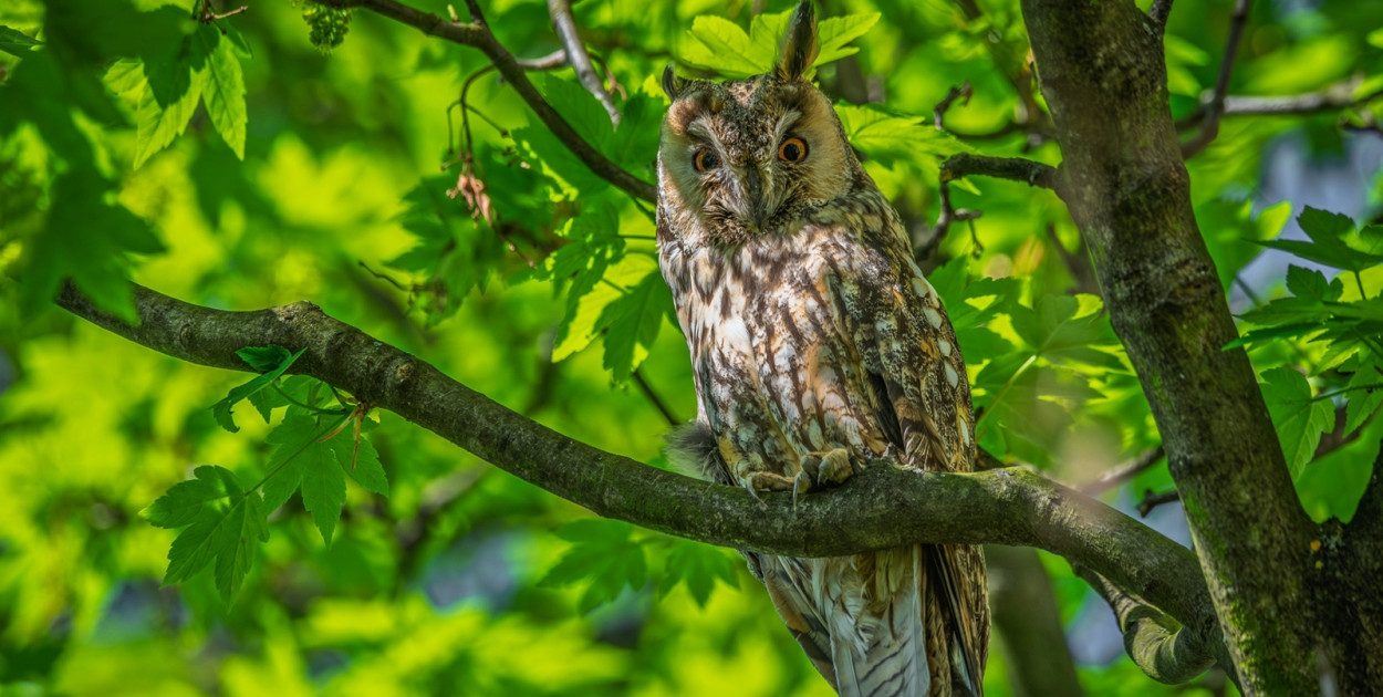 Uszatka wśród bloków – niezwykły gość zamieszkał na osiedlu w Głogowie