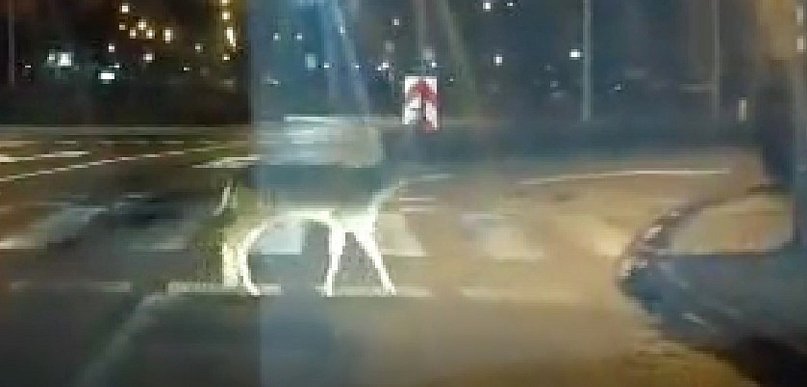 Kulturalna sarenka. Drogę pokonała przejściem dla pieszych [WIDEO]