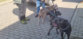 Szczuł psami w parku na Koperniku w Głogowie
