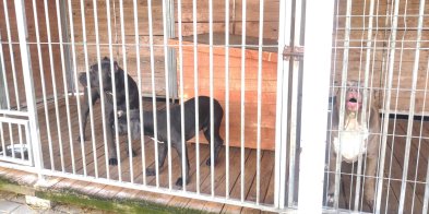 Psy zatrzymane jako dowód i narzędzie przestępstwa-155326