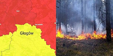 Lasy będą czerwone. Sytuacja pod Głogowem nie jest wesoła-160325