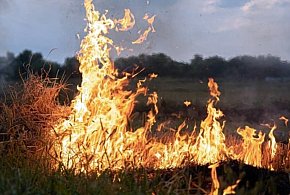 Pożar pod Głogowem. Ogień pojawił się w nocy -168588