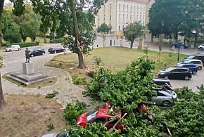 Silny wiatr w Głogowie: przewrócone drzewa uszkodziły auta na parkingu-170640