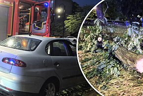 Głogów: Ogromy konar spadł i zniszczył auto. "Dach zgnieciony"-170807