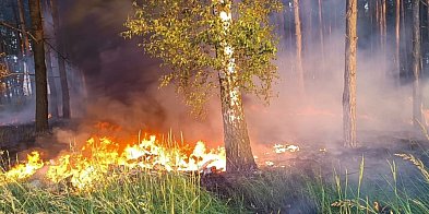 Znów pożar lasu pod Głogowem-170894