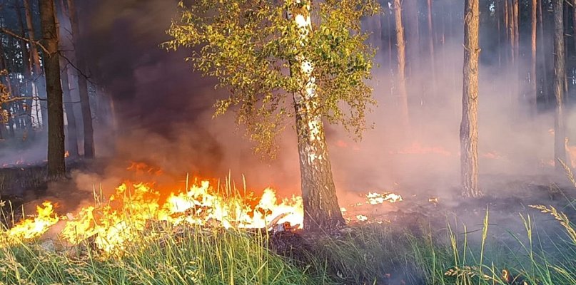 Znów pożar lasu pod Głogowem. Sytuacja powtarza się w Wojszynie - 170894