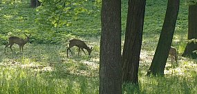 Sarenki na rondzie w Głogowie