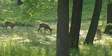 Sarenki na rondzie w Głogowie. GDDKiA: odłowienie to problem-172702