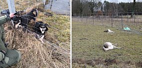 Tej tragedii pod Głogowem można było uniknąć