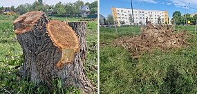 W Głogowie piły poszły w ruch