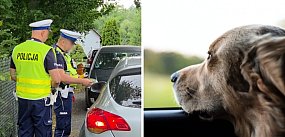 Nie żyje pies zamknięty w aucie