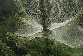 Kupujesz żywą choinkę na święta? Ten szczegół łatwo przeoczyć-178386