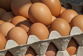 Salmonella wykryta w jajach! GIS wydał pilne ostrzeżenie-178578