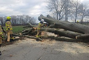 Gigantyczne drzewo na drodze pod Głogowem. Strażacy w akcji-179338