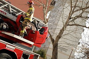 Kot uwięziony na drzewie. Na ratunek ruszyli strażacy