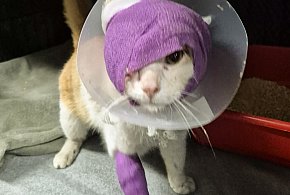 Strzelano do kota pod Głogowem! Okrutna śmierć Juranda