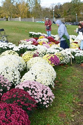 Żywe chryzantemy przy cmentarzach w Głogowie-8336