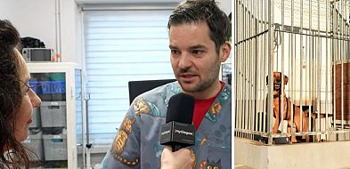 Doktor Piotr z Głogowa: Ta jedna noc jest trudna dla zwierząt [WIDEO]-179209