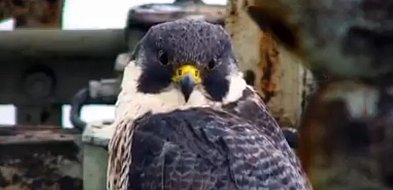 Nie żyje Giga. Sokół z Głogowa podbił serca Warszawy