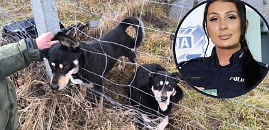 Czy ktoś wypuścił psy specjalnie? Jest postępowanie policji po masakrze danieli