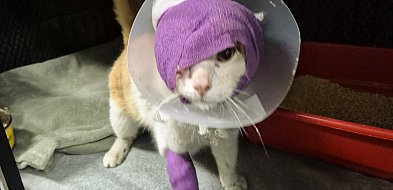 Strzelano do kota pod Głogowem! Okrutna śmierć Juranda