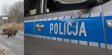 Dzikowi się upiekło. Uważajcie na Jerzmanówce