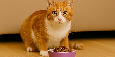 Jak prawidłowo podawać suche karmy dla kota, aby uniknąć błędów?